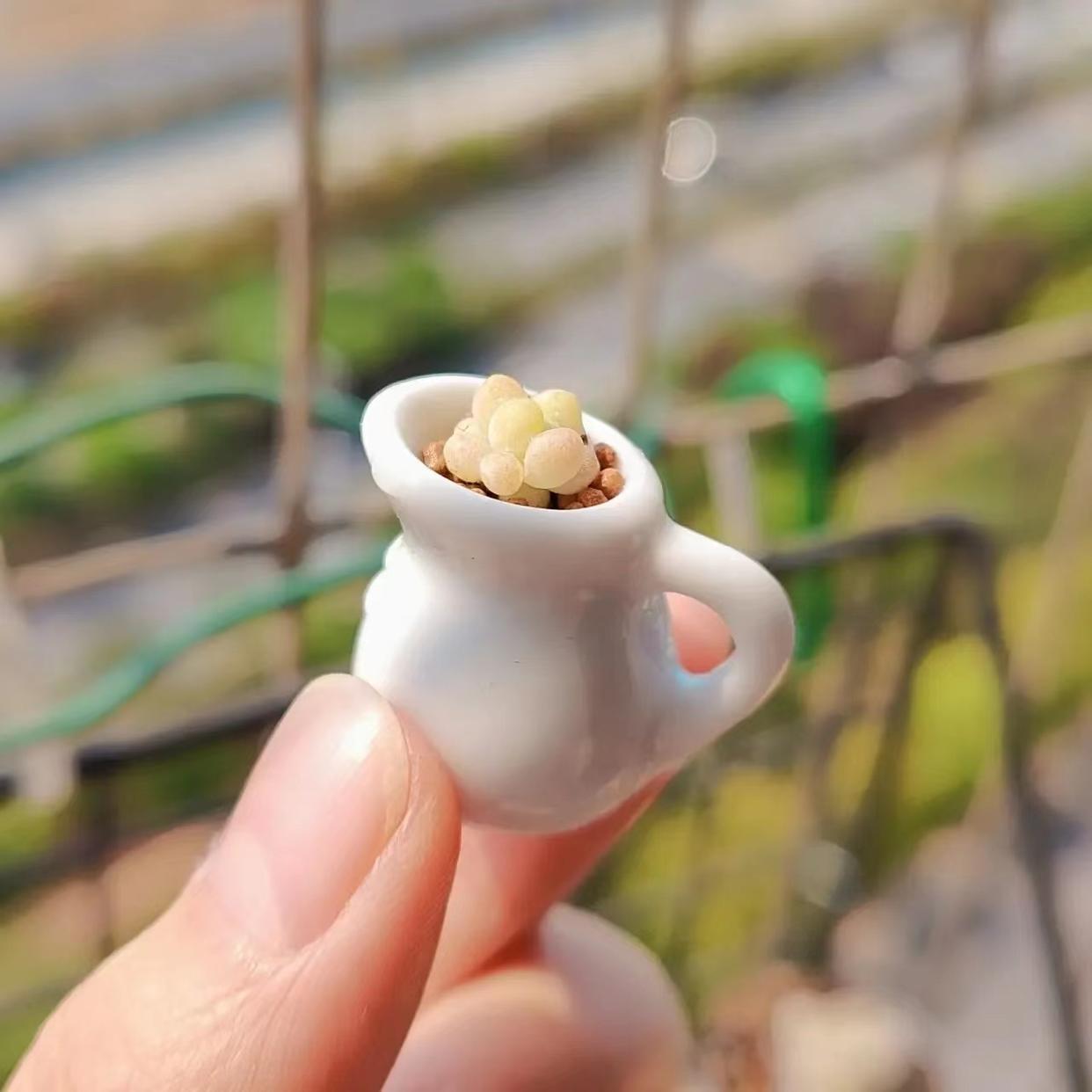 多肉澆水壺怎么用_多肉專用澆水壺_澆水專用多肉壺圖片