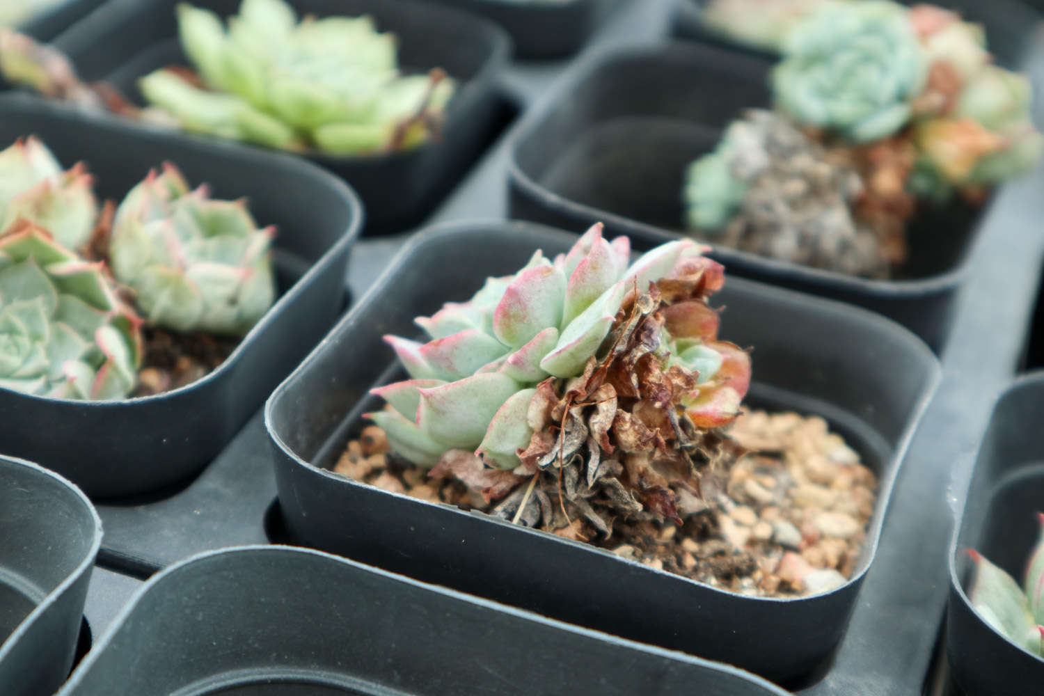 帶香味的多肉有毒嗎_香味多肉_帶香味兒的多肉