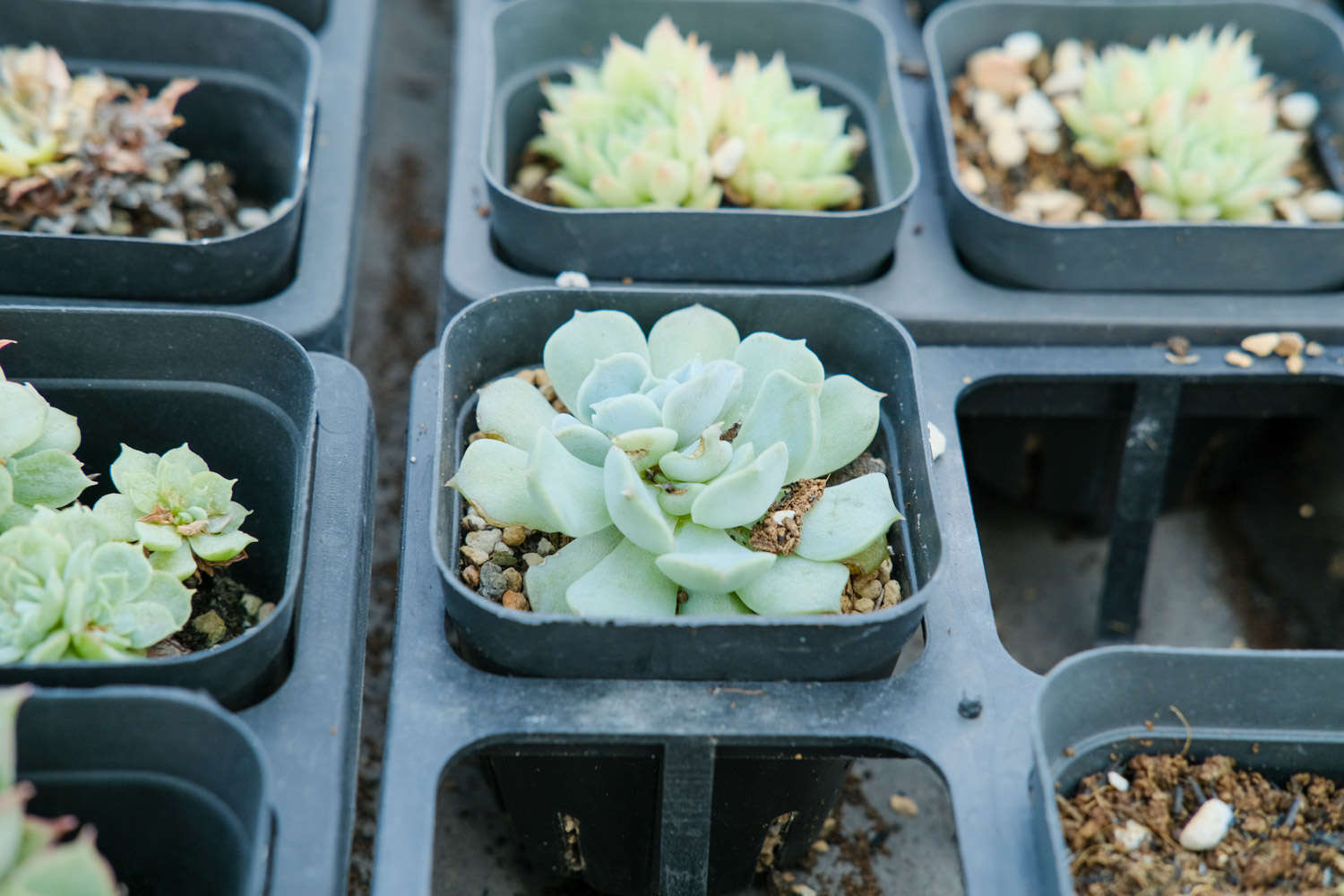 帶香味的多肉有毒嗎_帶香味兒的多肉_香味多肉