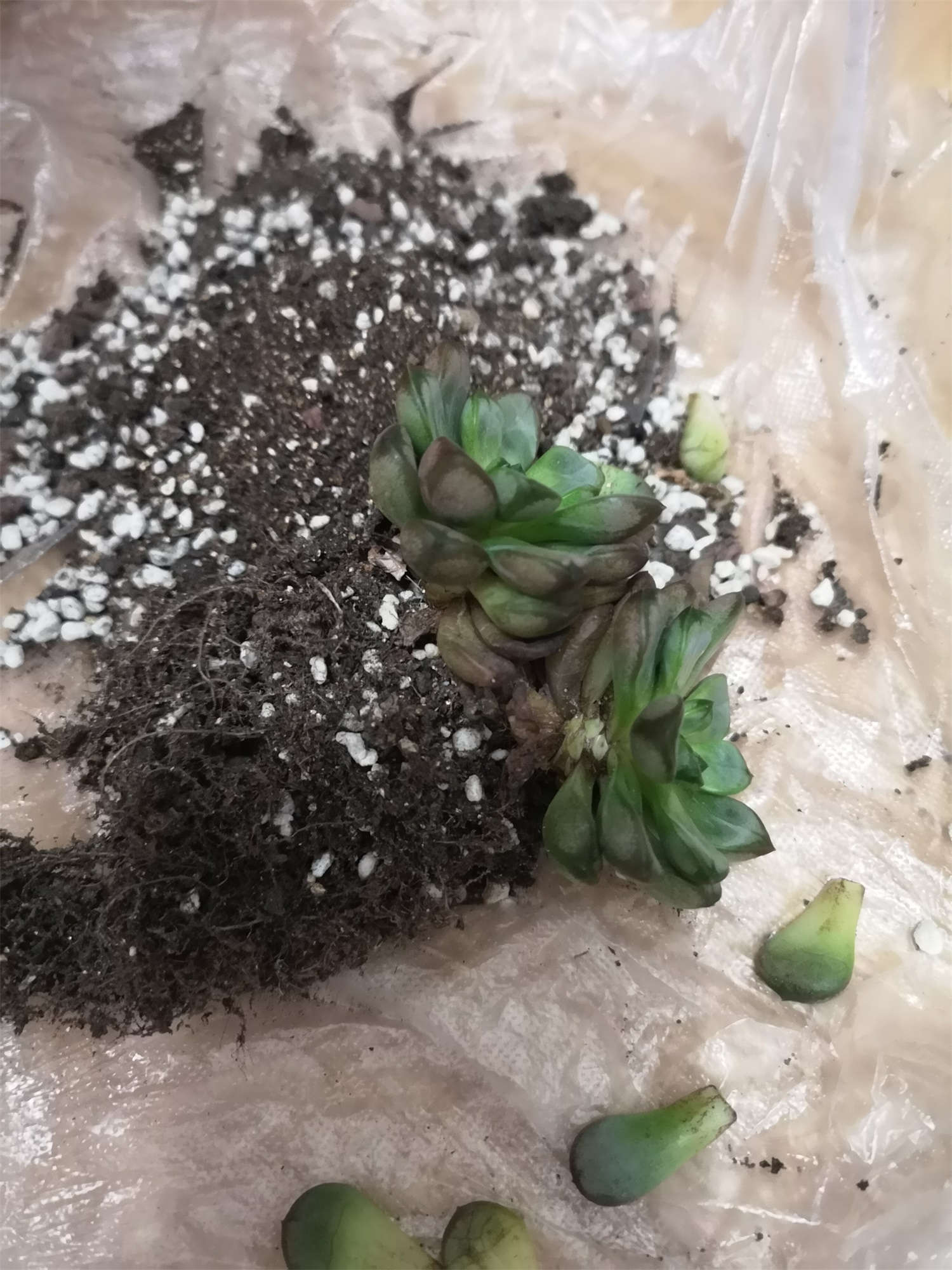 香味多肉_帶香味兒的多肉_帶香味的多肉有毒嗎