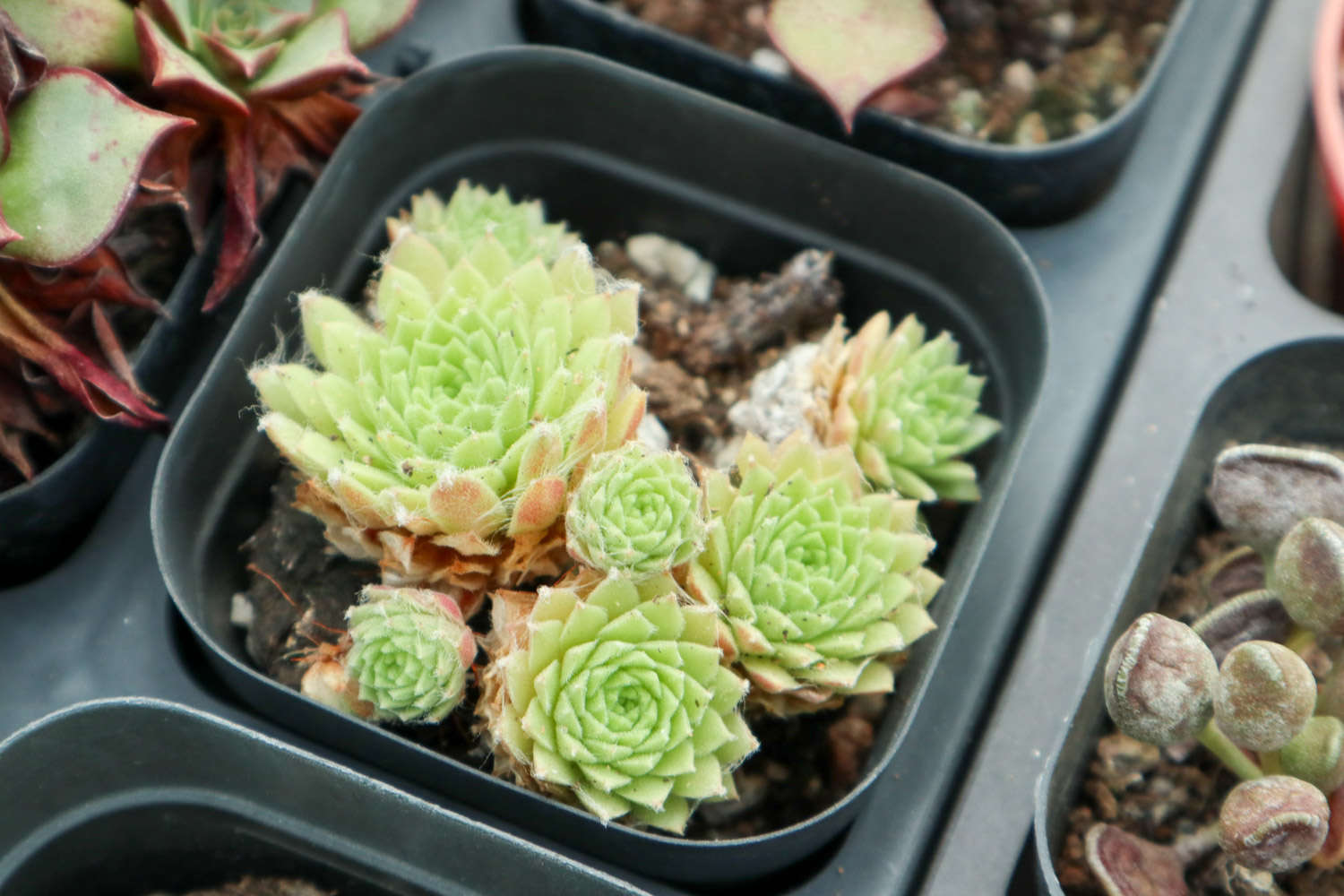 香味多肉_帶香味兒的多肉_帶香味的多肉有毒嗎