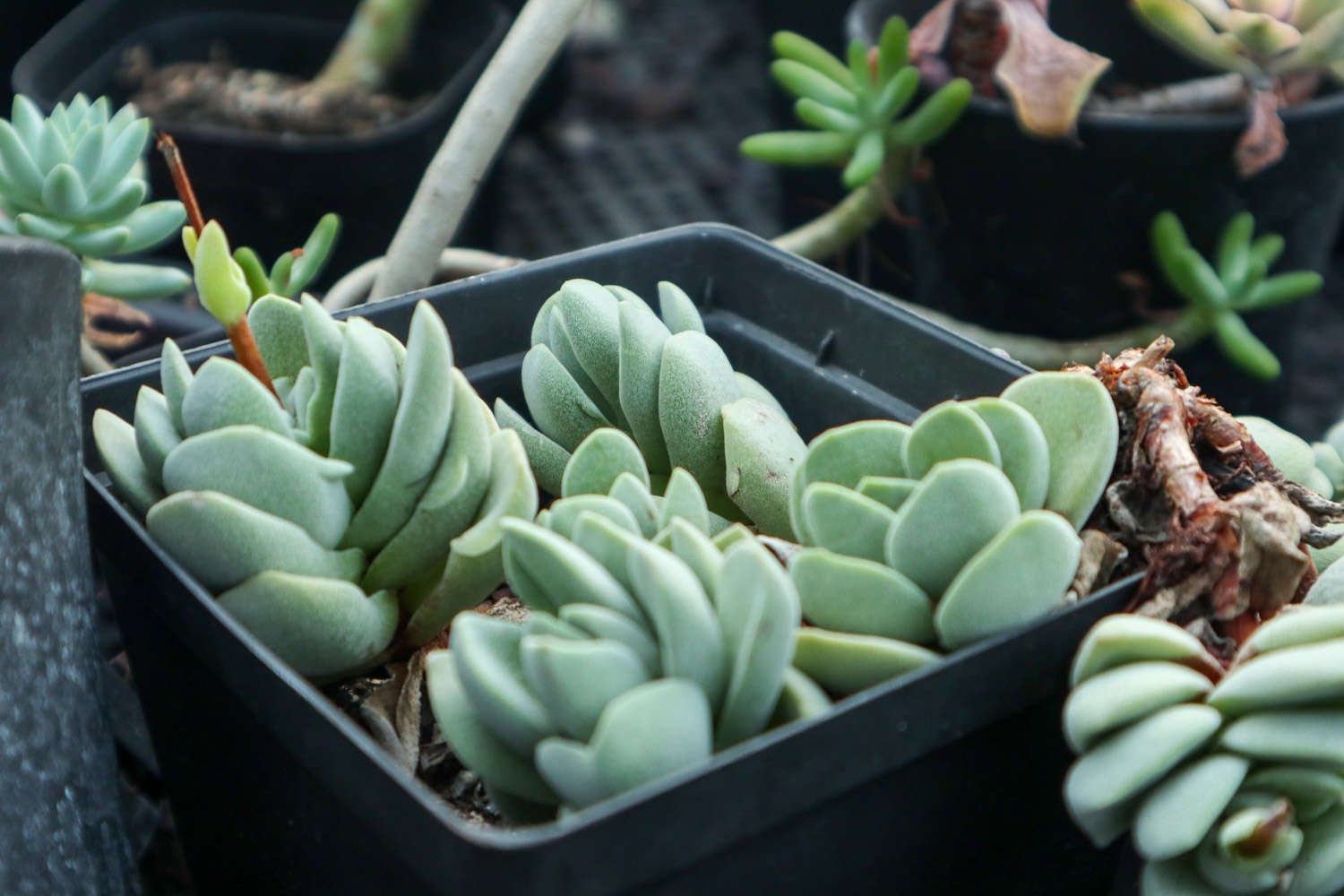 帶香味兒的多肉_帶香味的多肉有毒嗎_香味多肉