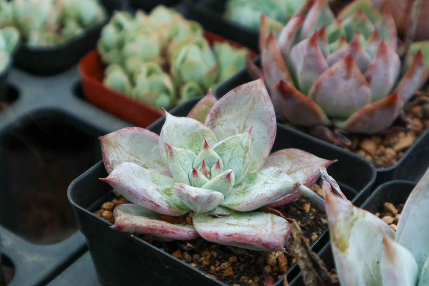 帶香味兒的多肉_香味多肉_帶香味的多肉有毒嗎