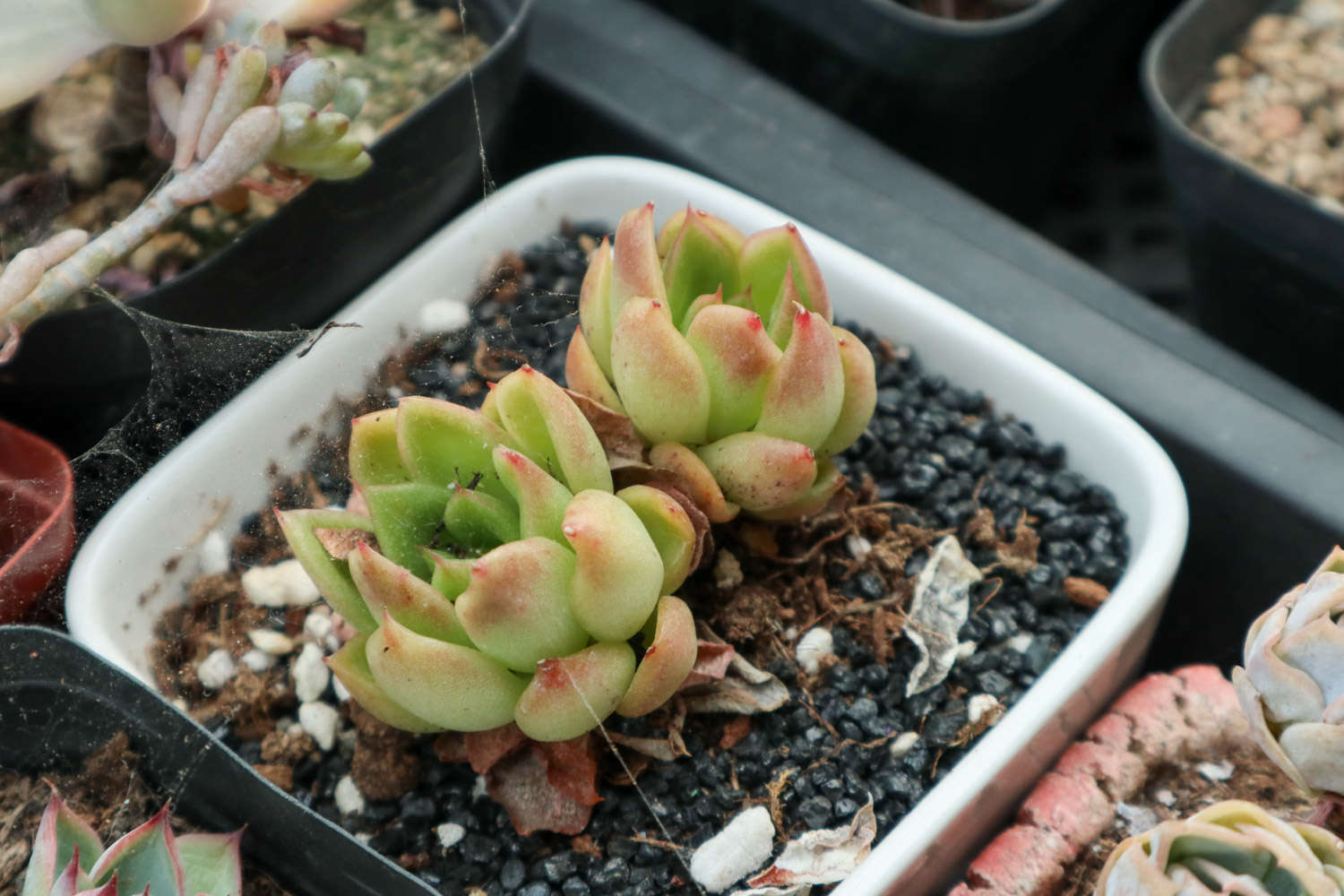 帶香味的多肉有毒嗎_帶香味兒的多肉_香味多肉
