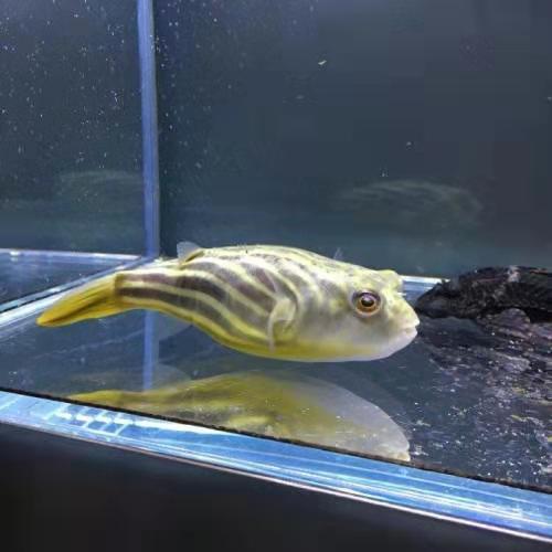 好養(yǎng)的食肉觀賞魚_家養(yǎng)吃肉的觀賞魚_觀賞養(yǎng)食肉魚好嗎