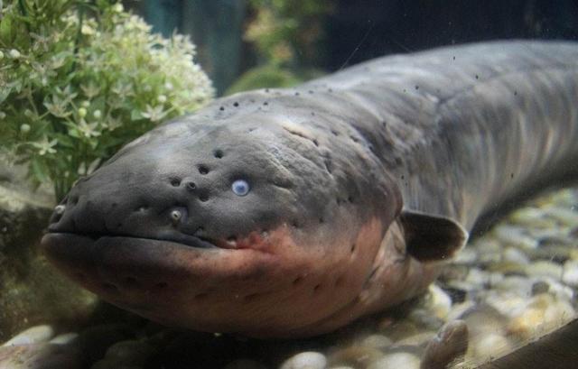 好養(yǎng)的食肉觀賞魚_觀賞養(yǎng)食肉魚好嗎_家養(yǎng)吃肉的觀賞魚