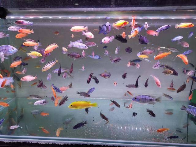 好養(yǎng)的食肉觀賞魚_家養(yǎng)吃肉的觀賞魚_觀賞養(yǎng)食肉魚好嗎