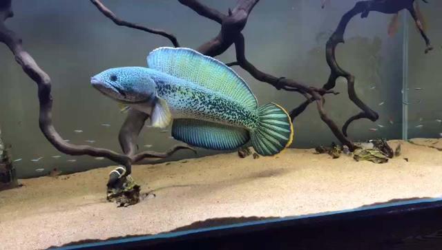 觀賞養(yǎng)食肉魚好嗎_好養(yǎng)的食肉觀賞魚_家養(yǎng)吃肉的觀賞魚