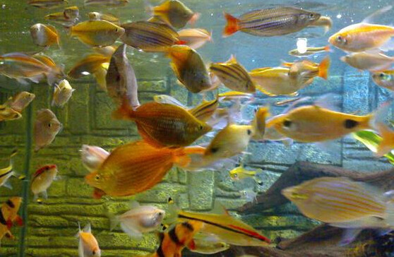 觀賞魚肉質_魚觀賞食肉有什么好處_觀賞魚食肉魚有哪些