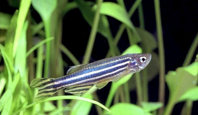 魚觀賞食肉有什么好處_觀賞魚食肉魚有哪些_觀賞魚肉質