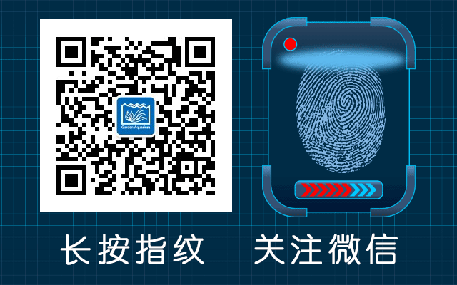 魚觀賞食肉有什么好處_觀賞魚肉質_觀賞魚食肉魚有哪些