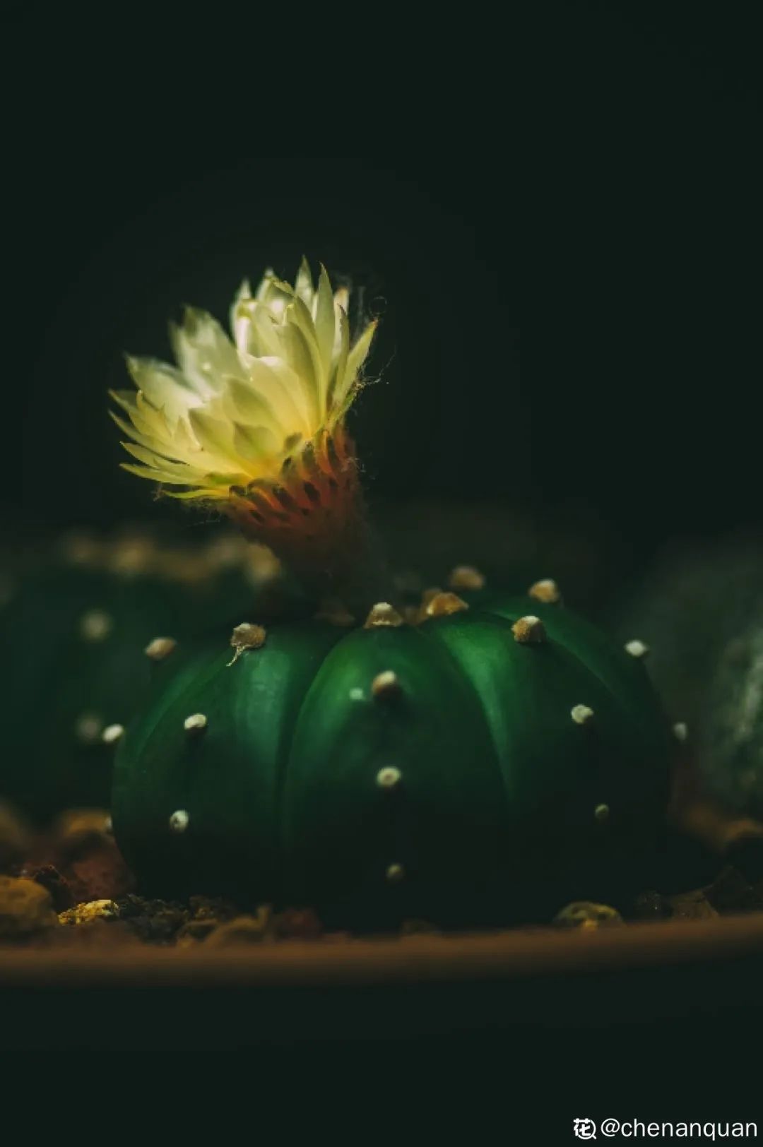 百合麗麗多肉繁殖方法_百合麗麗多肉_百合麗麗多肉植物怎么扦插