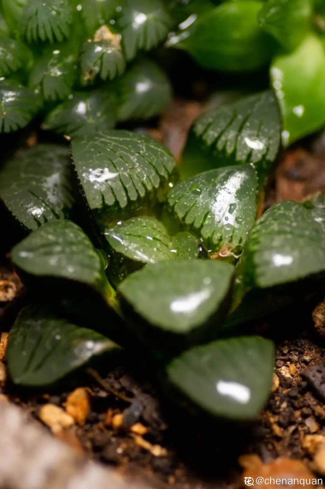 百合麗麗多肉植物怎么扦插_百合麗麗多肉_百合麗麗多肉繁殖方法