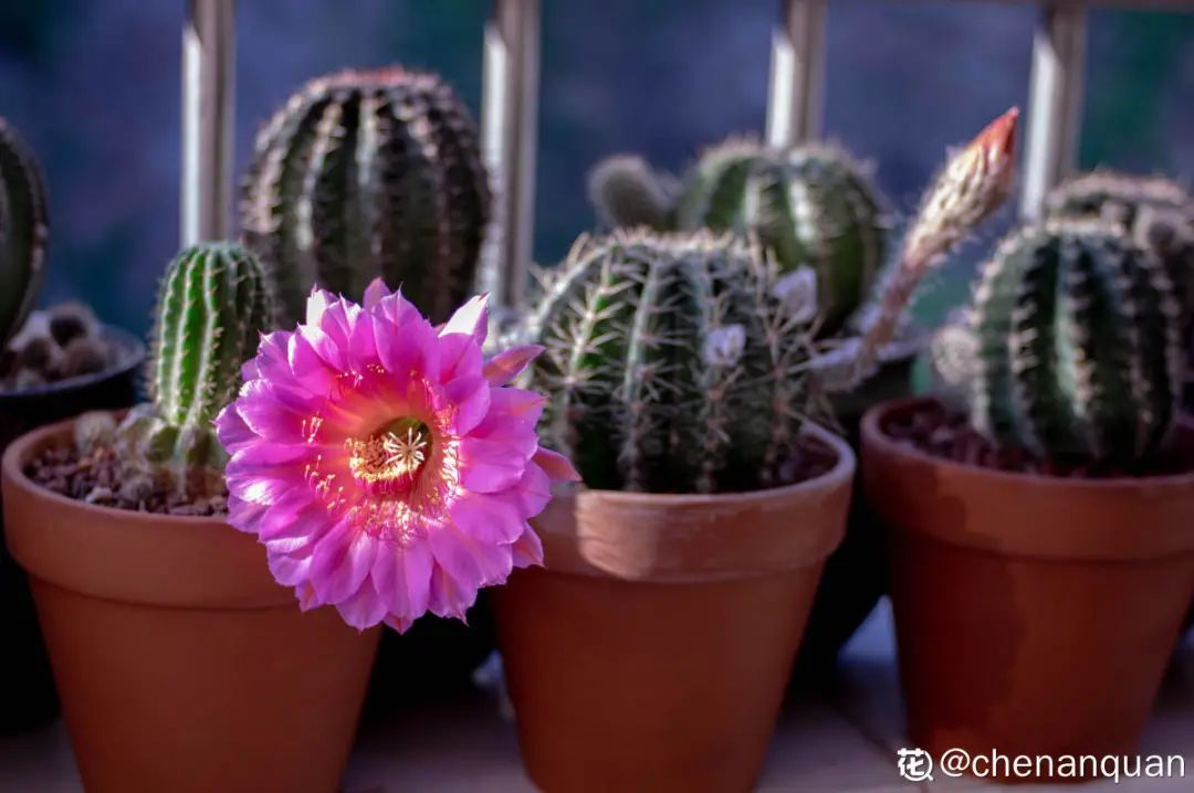 百合麗麗多肉_百合麗麗多肉繁殖方法_百合麗麗多肉植物怎么扦插