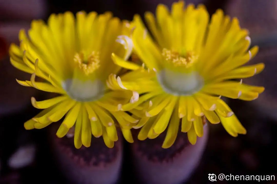 百合麗麗多肉植物怎么扦插_百合麗麗多肉繁殖方法_百合麗麗多肉