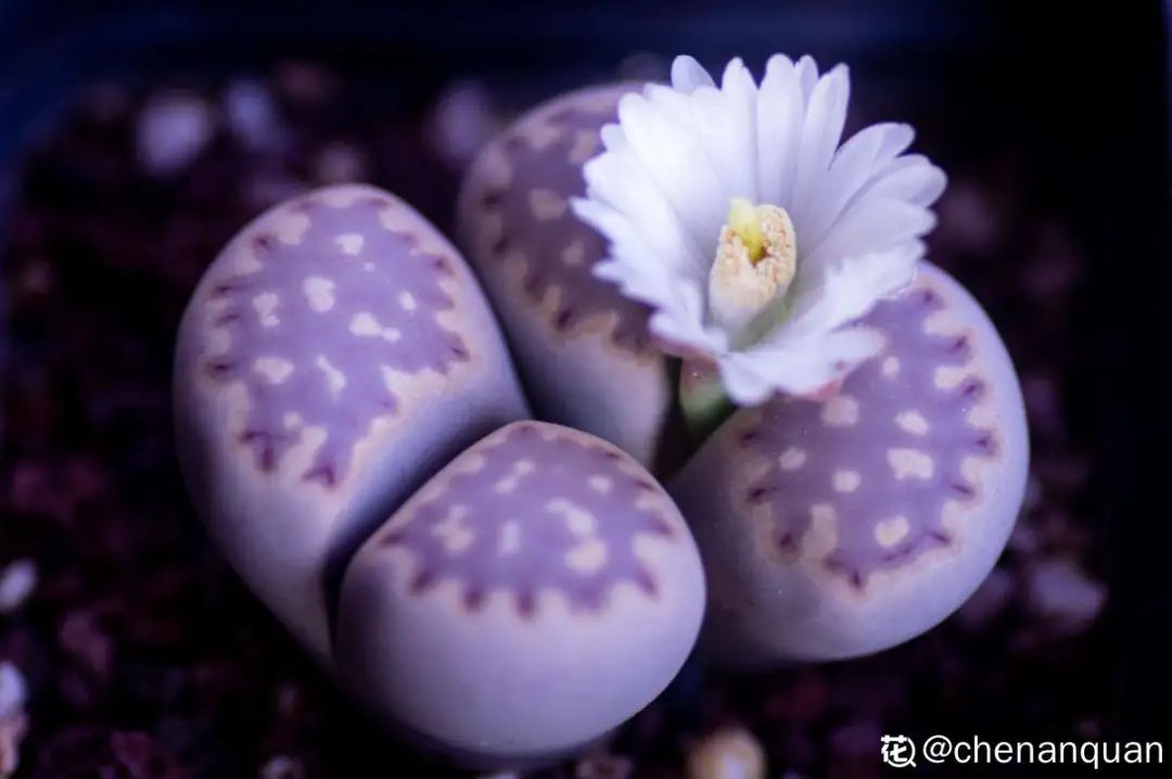 百合麗麗多肉植物怎么扦插_百合麗麗多肉繁殖方法_百合麗麗多肉