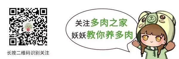百合麗麗多肉_百合麗麗多肉繁殖方法_百合麗麗多肉植物怎么扦插