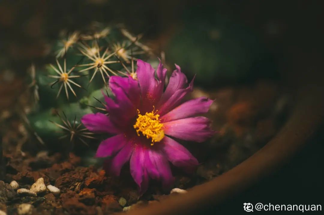 百合麗麗多肉植物怎么扦插_百合麗麗多肉繁殖方法_百合麗麗多肉