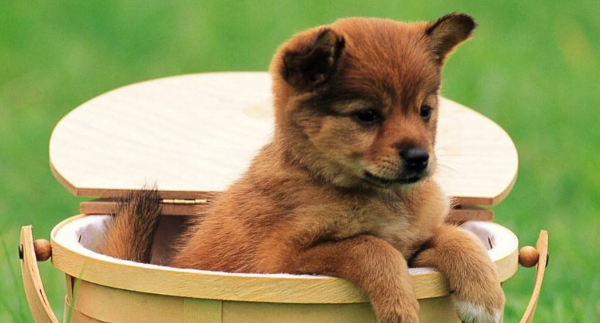 小狗狗名字洋氣_好聽的小狗狗名字_小狗名字推薦