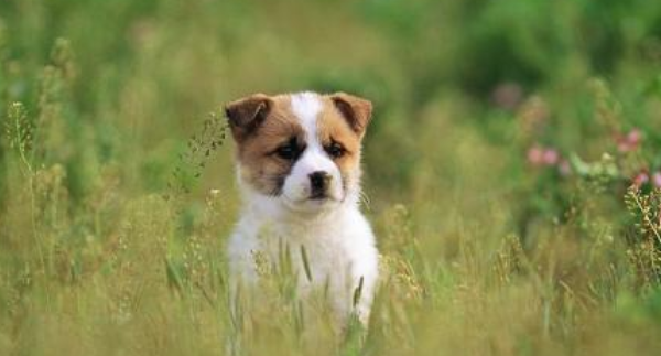 小狗狗名字洋氣_小狗名字推薦_好聽的小狗狗名字