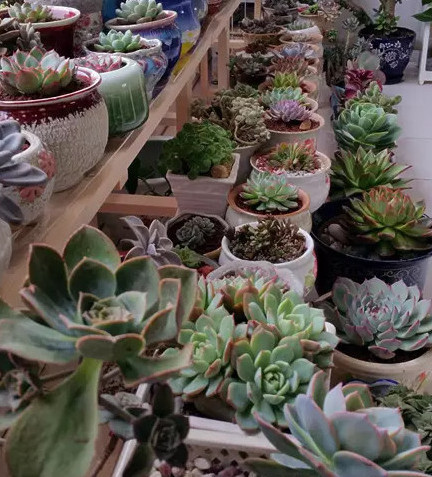 冬季多肉砍頭_冬季多肉砍頭_冬季多肉砍頭