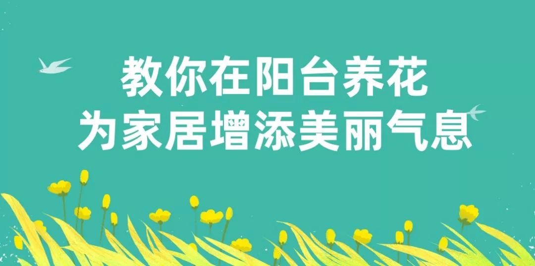 多肉熊童子，選個(gè)好花盆，配個(gè)透氣土，3個(gè)月躥成熊森林