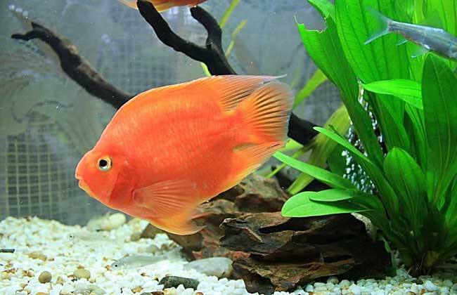 消毒殺菌觀賞魚用什么_觀賞魚如何消毒殺菌_新觀賞魚消毒殺菌方法