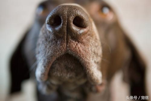 狗狗鼻子濕是正常的嗎_狗狗濕鼻子正常是什么顏色_狗狗濕鼻子正常是什么樣子