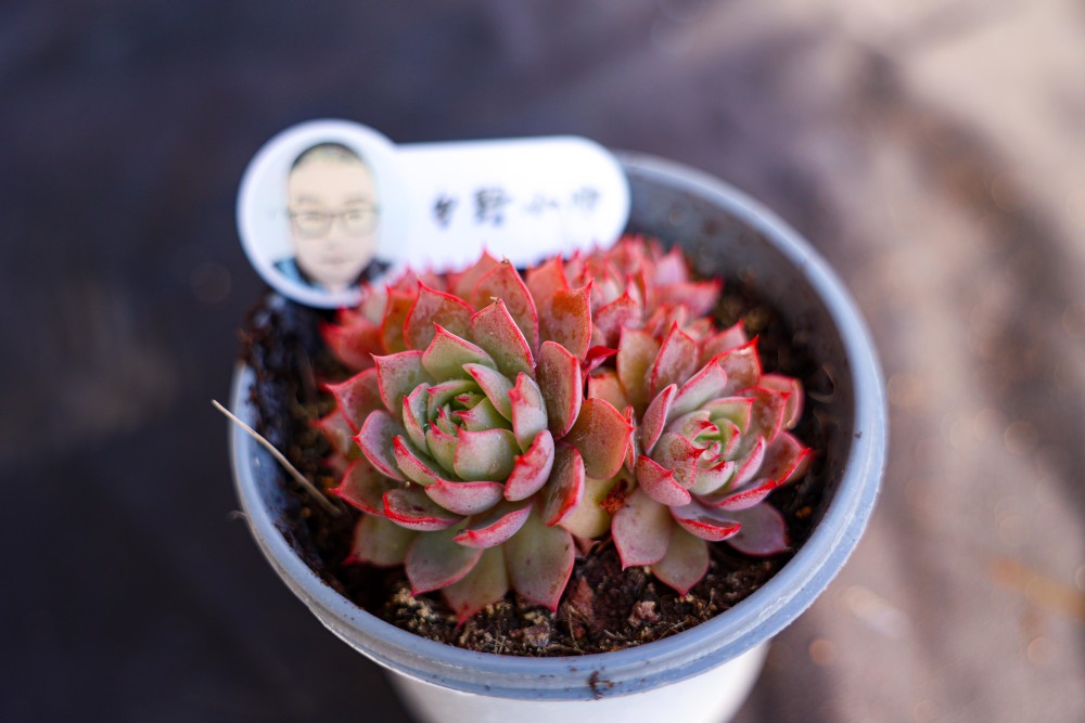 澆水多肉好美_的多肉澆水_澆水多肉植物有哪些