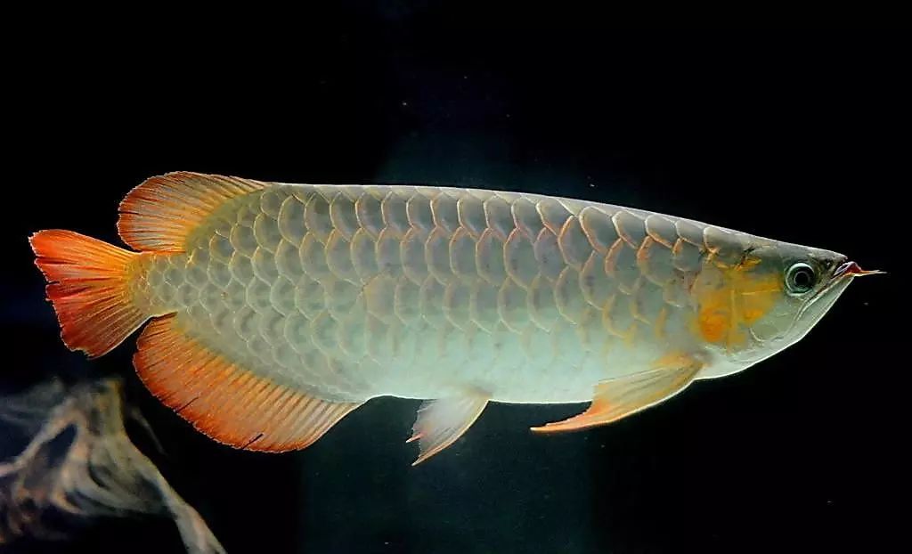 水族圈帶你看觀賞魚的壽命有多長！