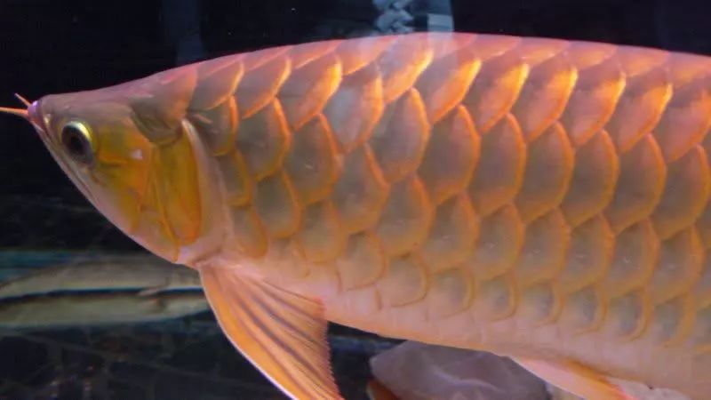 壽命長(zhǎng)的觀賞魚(yú)小魚(yú)_壽命較長(zhǎng)的觀賞魚(yú)_觀賞壽命魚(yú)長(zhǎng)得快嗎