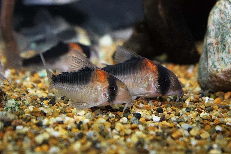 壽命較長(zhǎng)的觀賞魚(yú)_壽命長(zhǎng)的觀賞魚(yú)小魚(yú)_觀賞壽命魚(yú)長(zhǎng)得快嗎