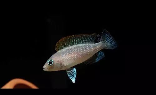 觀賞壽命魚(yú)長(zhǎng)得快嗎_壽命較長(zhǎng)的觀賞魚(yú)_壽命長(zhǎng)的觀賞魚(yú)小魚(yú)