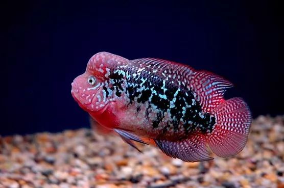 觀賞壽命魚(yú)長(zhǎng)得快嗎_壽命較長(zhǎng)的觀賞魚(yú)_壽命長(zhǎng)的觀賞魚(yú)小魚(yú)