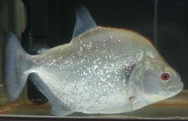 壽命長(zhǎng)的觀賞魚(yú)小魚(yú)_壽命較長(zhǎng)的觀賞魚(yú)_觀賞壽命魚(yú)長(zhǎng)得快嗎