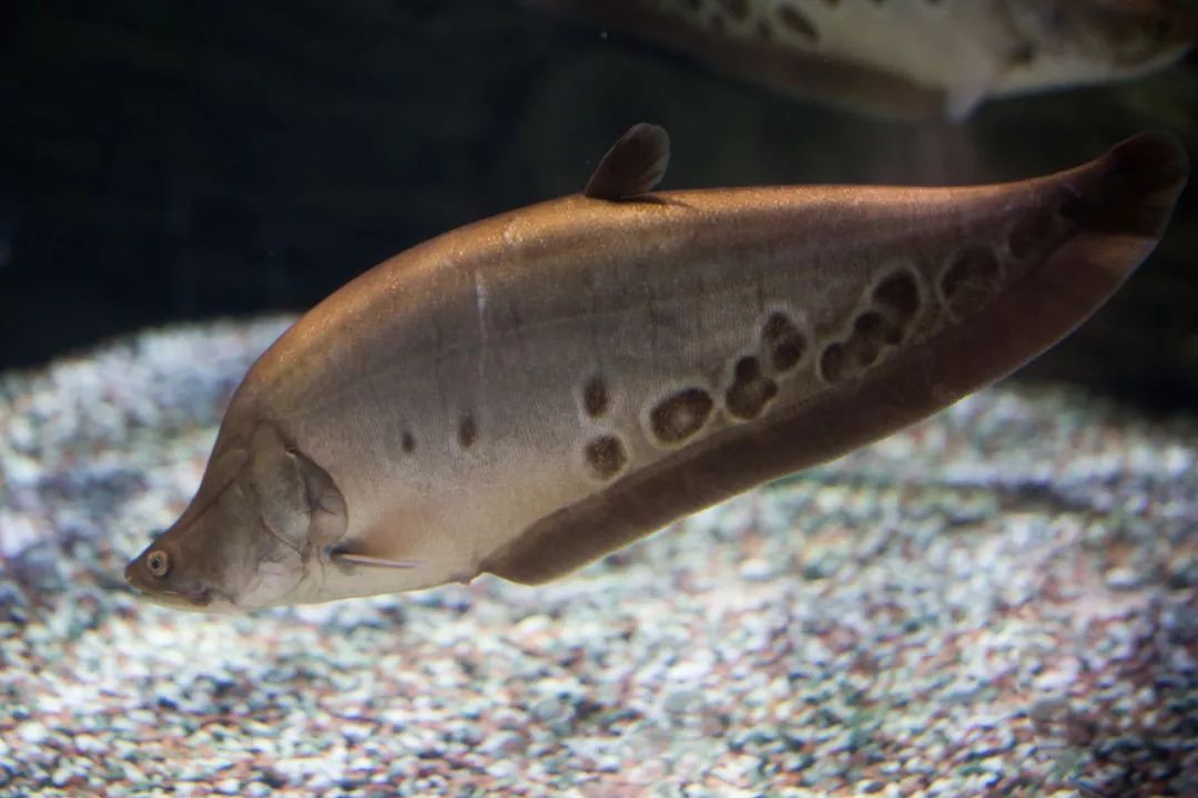 壽命長(zhǎng)的觀賞魚(yú)小魚(yú)_壽命較長(zhǎng)的觀賞魚(yú)_觀賞壽命魚(yú)長(zhǎng)得快嗎