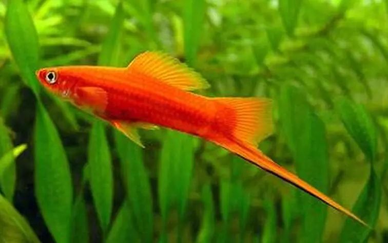 壽命長(zhǎng)的觀賞魚(yú)小魚(yú)_壽命較長(zhǎng)的觀賞魚(yú)_觀賞壽命魚(yú)長(zhǎng)得快嗎