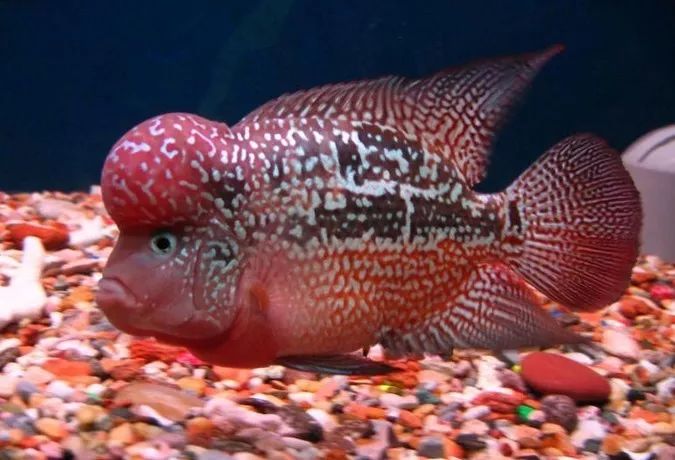 壽命長(zhǎng)的觀賞魚(yú)小魚(yú)_壽命較長(zhǎng)的觀賞魚(yú)_觀賞壽命魚(yú)長(zhǎng)得快嗎