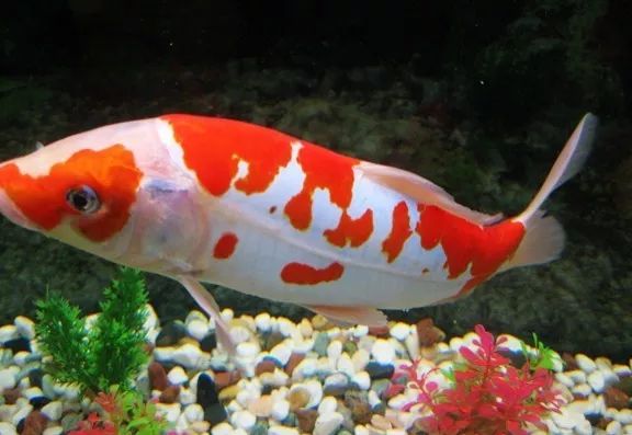 觀賞壽命魚(yú)長(zhǎng)得快嗎_壽命較長(zhǎng)的觀賞魚(yú)_壽命長(zhǎng)的觀賞魚(yú)小魚(yú)