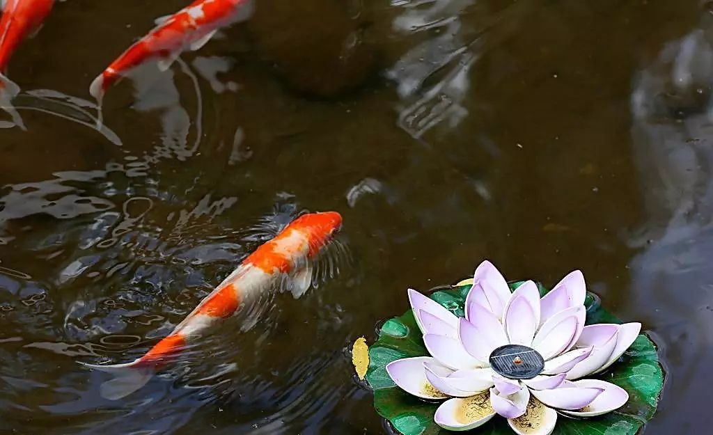 壽命較長(zhǎng)的觀賞魚(yú)_壽命長(zhǎng)的觀賞魚(yú)小魚(yú)_觀賞壽命魚(yú)長(zhǎng)得快嗎