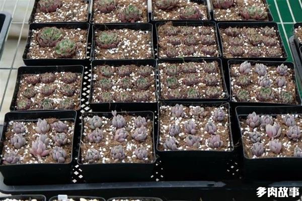 多肉 顆粒_顆粒多肉開花怎么回事_顆粒多肉土