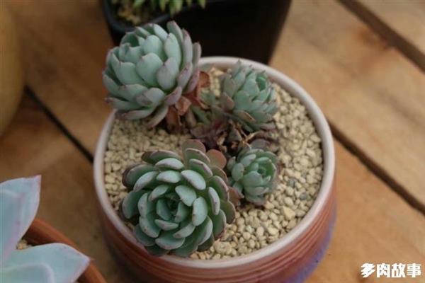 顆粒多肉開花怎么回事_顆粒多肉土_多肉 顆粒