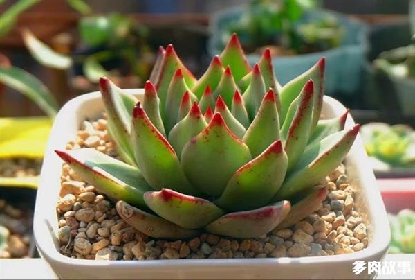 顆粒多肉開花怎么回事_多肉 顆粒_顆粒多肉土