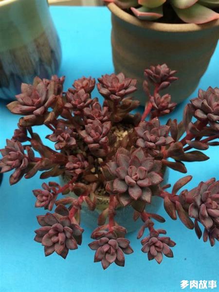 顆粒多肉土_多肉 顆粒_顆粒多肉開花怎么回事