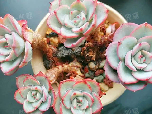 多頭 多肉_多頭多肉需要拆開嗎_多頭多肉怎么換盆