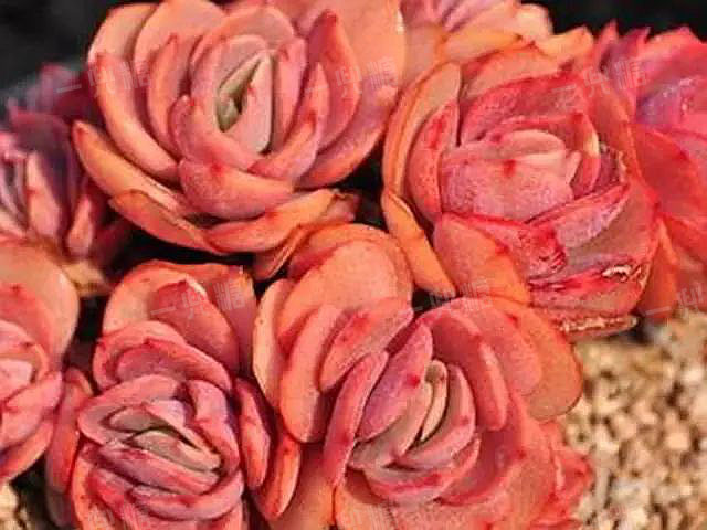 多頭多肉需要拆開嗎_多頭多肉怎么換盆_多頭 多肉