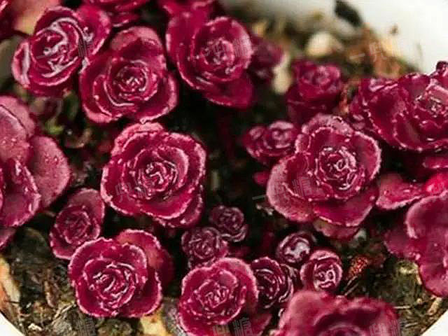 多頭 多肉_多頭多肉需要拆開嗎_多頭多肉怎么換盆