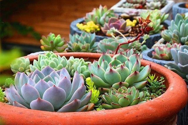 多肉上盆后，“誘惑根”就靠“土”，一栽就成活，全靠關鍵2步