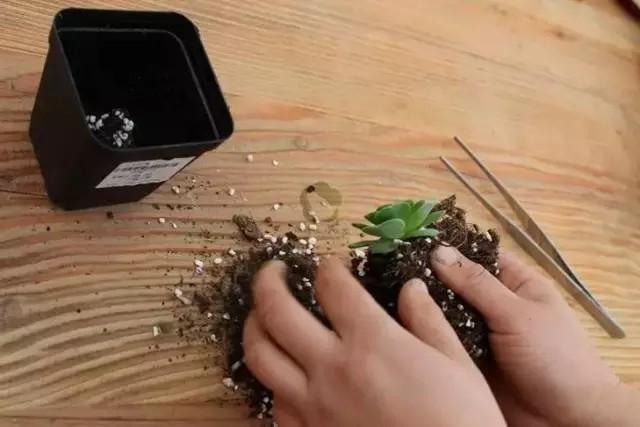 多肉專用盆_多肉盆具_多肉專用花盆