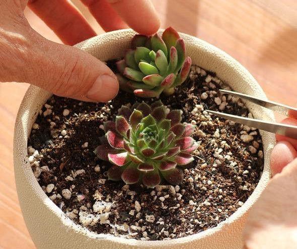 多肉盆具_多肉專用花盆_多肉專用盆